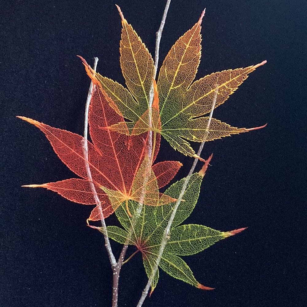 Japanese Maple Leaf Lines Framed Art